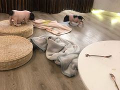 -浣熊柯尔鸭土拨鼠·电玩咖