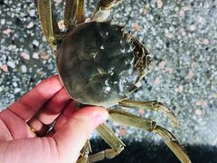 -霞涌市场海鲜摆卖区