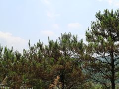 -羚羊峡古栈道森林公园