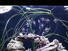 -西雅图水族馆