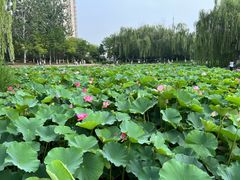 -南翠屏公园