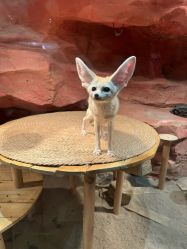 -Zoolung Zoolung动物主题公园(海信广场店)