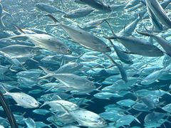 -上海海洋水族馆