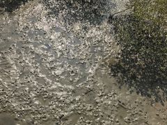 -北海金海湾红树林生态旅游区