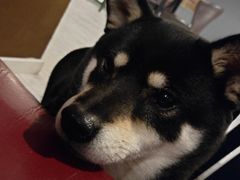 -百好乐宠物友好餐厅(朝外大街店)