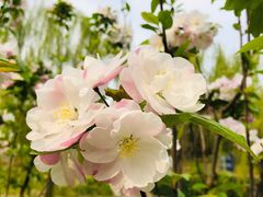 -海棠花溪(元大都城垣遗址公园)