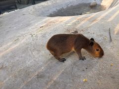 -廊坊固安福朋喜来登酒店