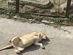 -大连森林动物园