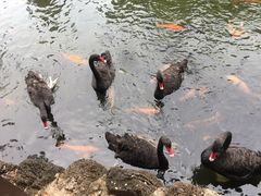-海南热带野生动植物园