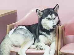 -汪说·狗咖(旺城大厦店)