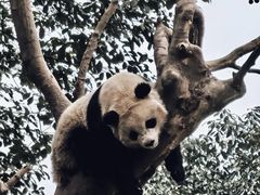 -都江堰中华大熊猫苑