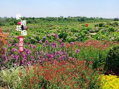-空港花田景区