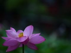 -四川大学(望江校区)