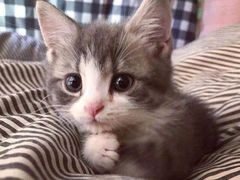 -瑞派名望24h动物医院异宠专科·猫专科·骨科·重症监护分院