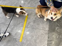 -pd派德宠物中心医院24H急重症·眼科中心·血液透析中心(嵩山北路店)