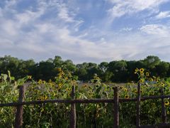 -北京东方普罗旺斯薰衣草庄园