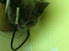 -瑞鹏宠物医院·爱宠堂·骨外专科(西荷分院)