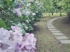 -群力丁香公园