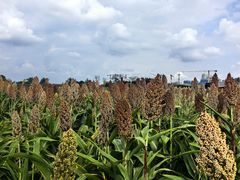 -三圣花乡旅游区