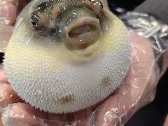 -肆月河豚·新淮扬(金融街店)