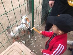 -上美四季动物农场