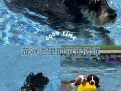 -汪说喵讲宠物乐园宠物酒店(红星美凯龙店)