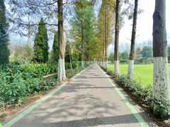 -合肥滨湖国家森林公园