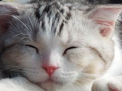 -十年猫舍·猫咪专门店(普陀店)