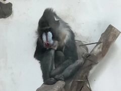 -新疆天山野生动物园