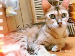 -猫色咖啡·猫咖