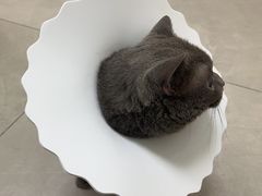 -爱诺耐芙动物医院(万博店)