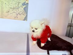 -一代菌王·竹荪鹅(江苏旗舰店)