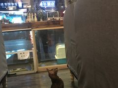 -吉丁鸟咖·异宠·寄养