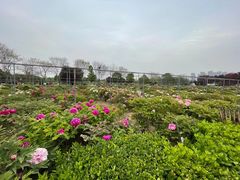 -曹州牡丹园