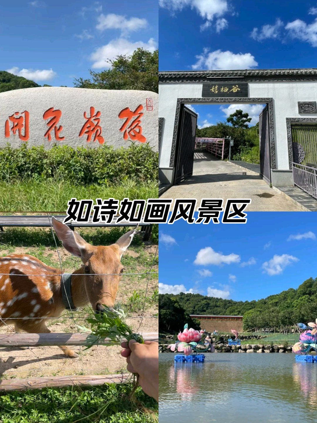 后岭花开真不错