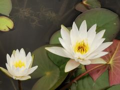 -白洋淀景区
