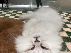-babydoll猫舍·米努特·德文·缅因(久光中心店)
