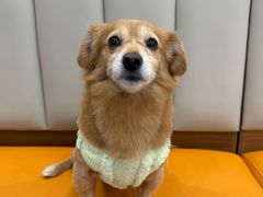 -艾贝尔宠物医院·宠保定点·超声绝育·免疫点(樱花路店)