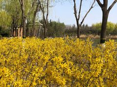 -大兴滨河森林公园