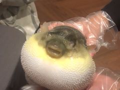 -肆月河豚·新淮扬(金融街店)