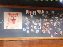 -柴犬高等学院·狗咖·柴犬售卖·宠物训练