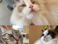 -CAT’S MEWSTAR CAFE·喵星球猫屋(晴湾咖啡店)