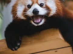 -海南热带野生动植物园