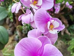 -石家庄市植物园