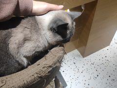 -滚猫咖啡·猫咖·猫友好撸猫(未来城店)
