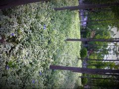 iphone_upload_pic-陈行公园