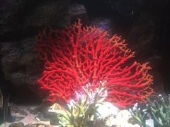 -暹罗海洋世界