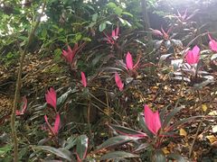 -东寨港红树林旅游区