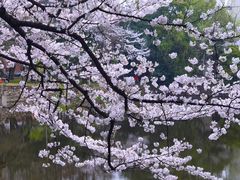 -武汉大学-樱园