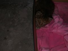 -爱侣·安琦尔宠物医院·中兽医针灸·心内科·狂犬免疫点(宝山区院)